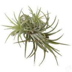 Tillandsia Sky Air Plant