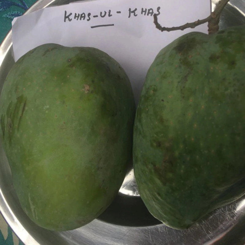 Khas Ul Khas Mango Fruit Plant