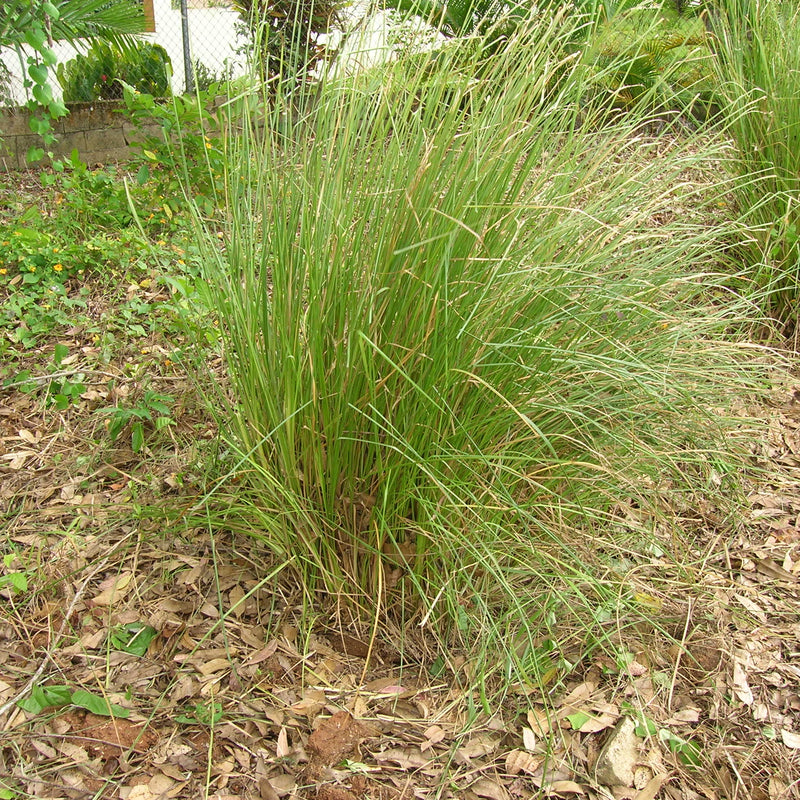 Ramacham ( Chrysopogon zizanioides ) Medicinal Plant