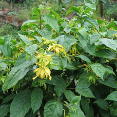 Langi Langi - Cananga odorata Ylang Ylang Flower Plant