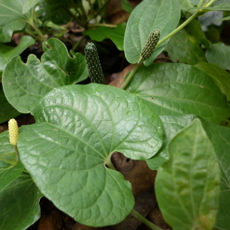 Thippali ( Piper longum ) Medicinal Plant