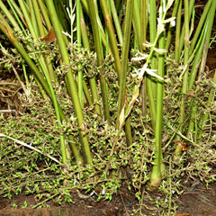 Green Cardamom Spice Plant