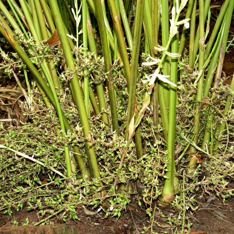 Green Cardamom Spice Plant