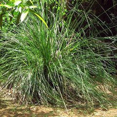 Ramacham ( Chrysopogon zizanioides ) Medicinal Plant