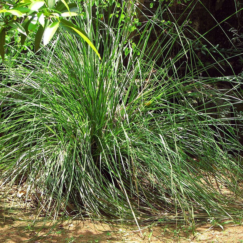 Ramacham ( Chrysopogon zizanioides ) Medicinal Plant
