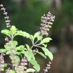 Thulasi ( Ocimum sanctum ) Medicinal Plant