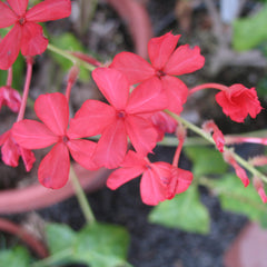 Chethi Koduveli ( Plumbago indica ) Medicinal Plant