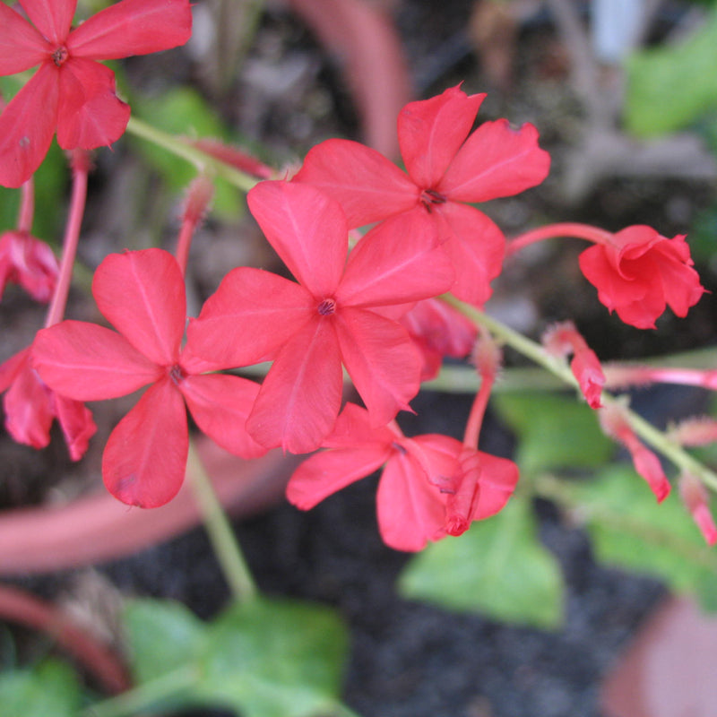 Chethi Koduveli ( Plumbago indica ) Medicinal Plant