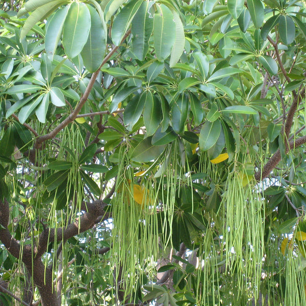 Ezhilam Pala ( Alstonia scholaris ) Medicinal Plant