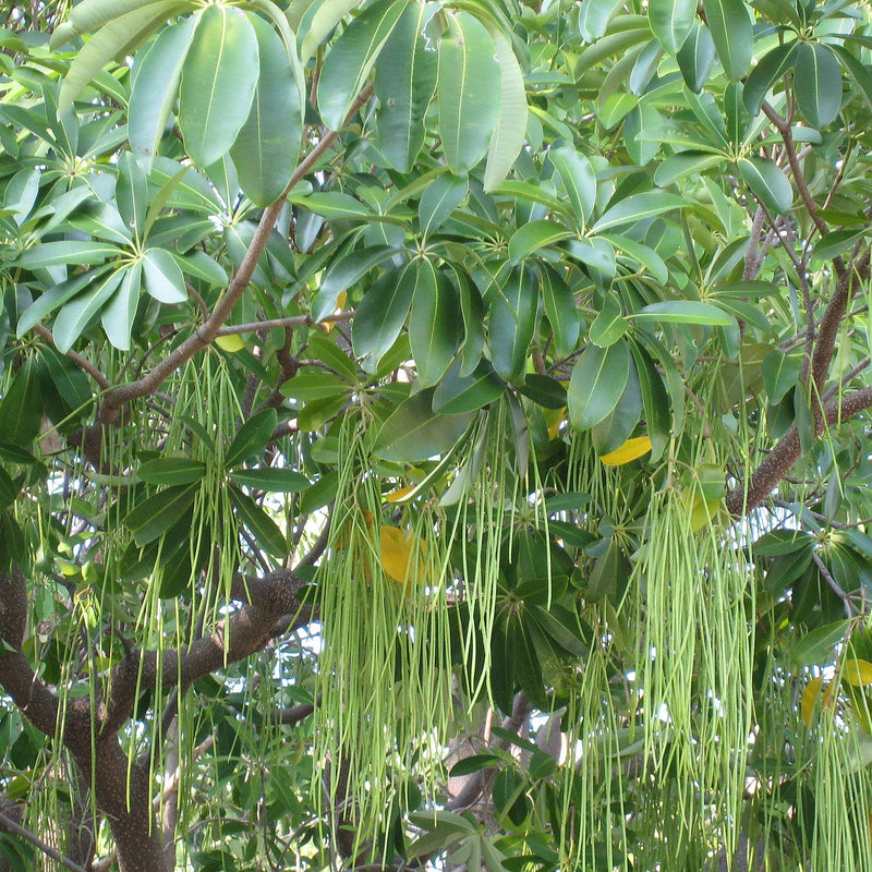 Ezhilam Pala ( Alstonia scholaris ) Medicinal Plant
