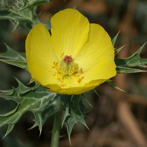 Erumakkalli ( Argemone mexicana ) Medicinal Plant