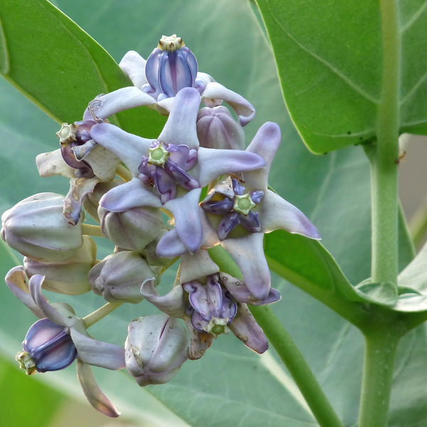 Erukku ( Calotropis gigantea ) Medicinal Plant