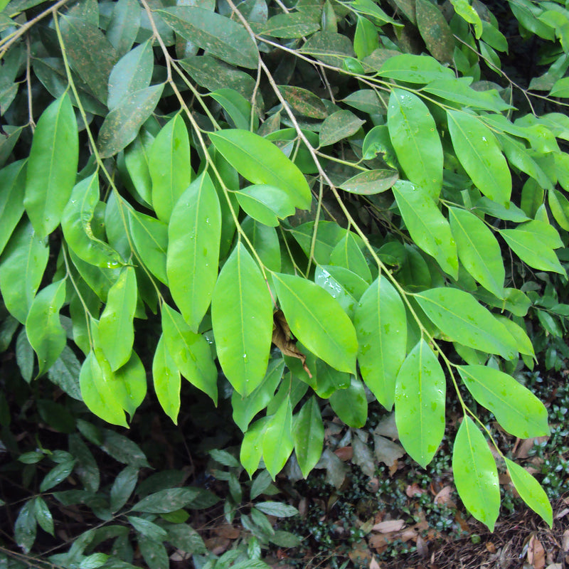 Asthimaram ( Drypetes venusta ) Medicinal Plant