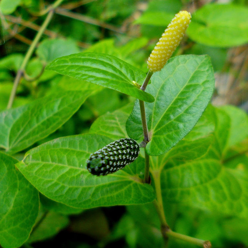 Thippali ( Piper longum ) Medicinal Plant