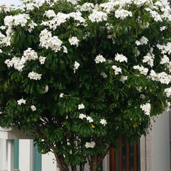 White Plumeria pudica Flower Plant