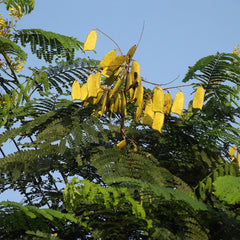 Pathimukam ( Biancaea sappan ) Medicinal Plant