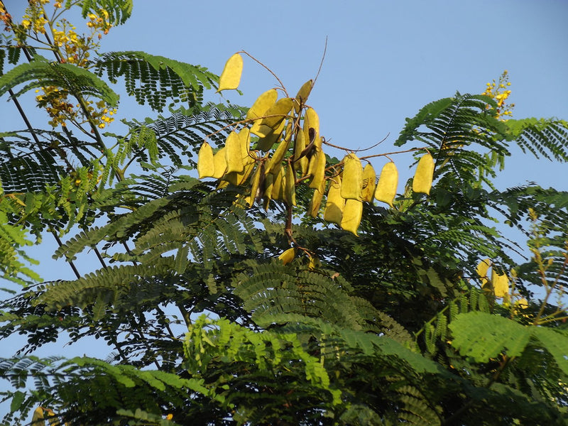 Pathimukam ( Biancaea sappan ) Medicinal Plant
