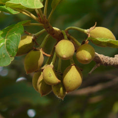 Eluppa ( Madhuca longifolia ) Medicinal Plant