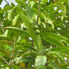 Rudraksham ( Elaeocarpus angustifolius ) Medicinal Plant