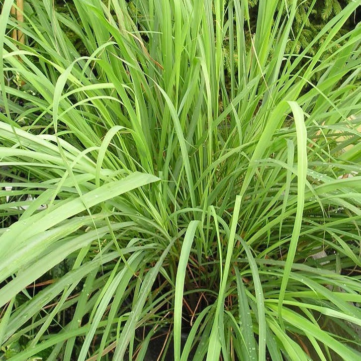 Lemon Grass - Malabar Grass Spice Plant
