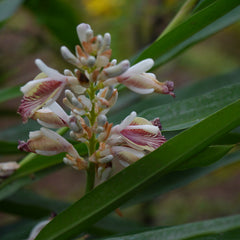Chittaratha ( Alpinia calcarata ) Medicinal Plant