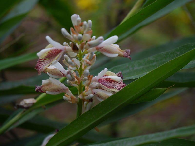 Chittaratha ( Alpinia calcarata ) Medicinal Plant