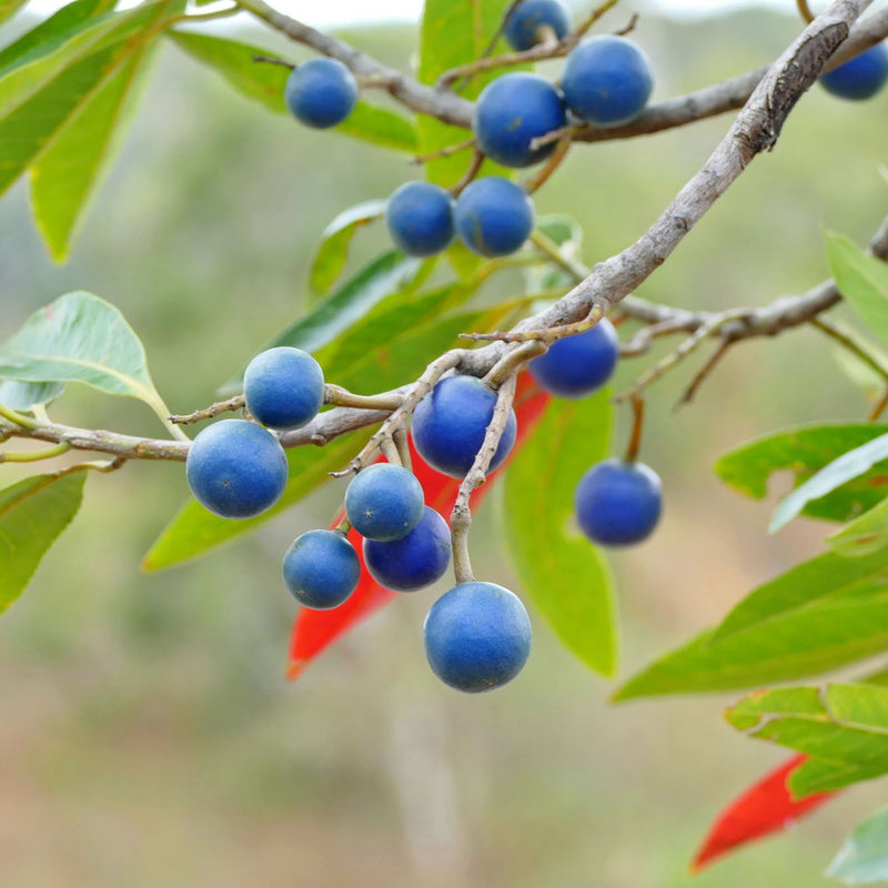 Rudraksham ( Elaeocarpus angustifolius ) Medicinal Plant