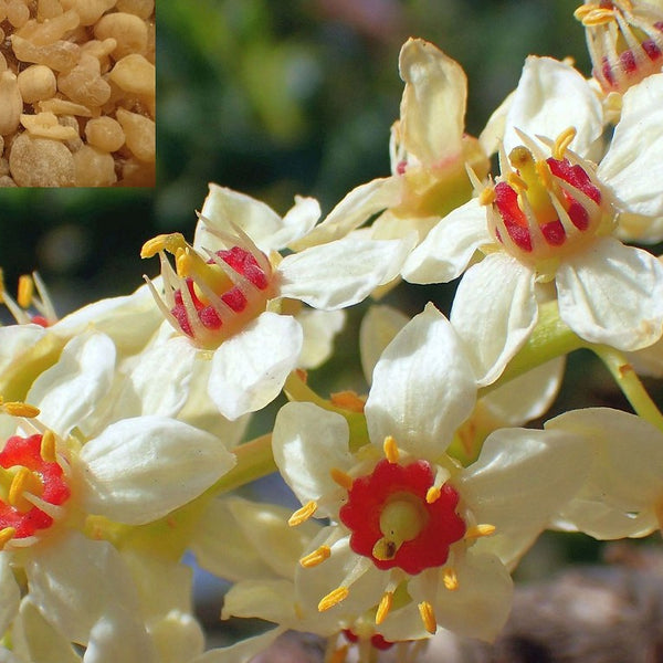 Indian Frankincense Kunthirikkam Spice Plant