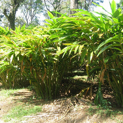Green Cardamom Spice Plant
