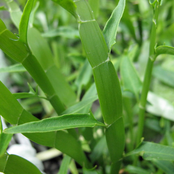 Pazhuthara Chedi ( Homalocladium platycladum ) Medicinal Plant
