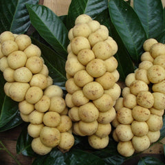 Langsat - Lansium domesticum Fruit Plant