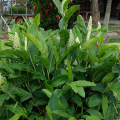 Chittaratha ( Alpinia calcarata ) Medicinal Plant