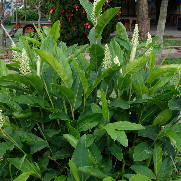 Chittaratha ( Alpinia calcarata ) Medicinal Plant