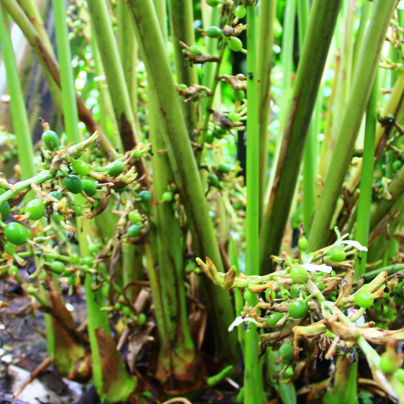 Green Cardamom Spice Plant