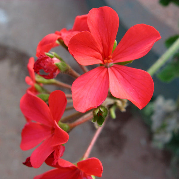 Chethi Koduveli ( Plumbago indica ) Medicinal Plant