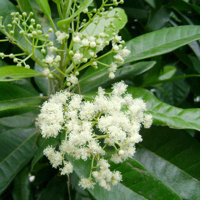 Allspices - Pimenta dioica Spice Plant