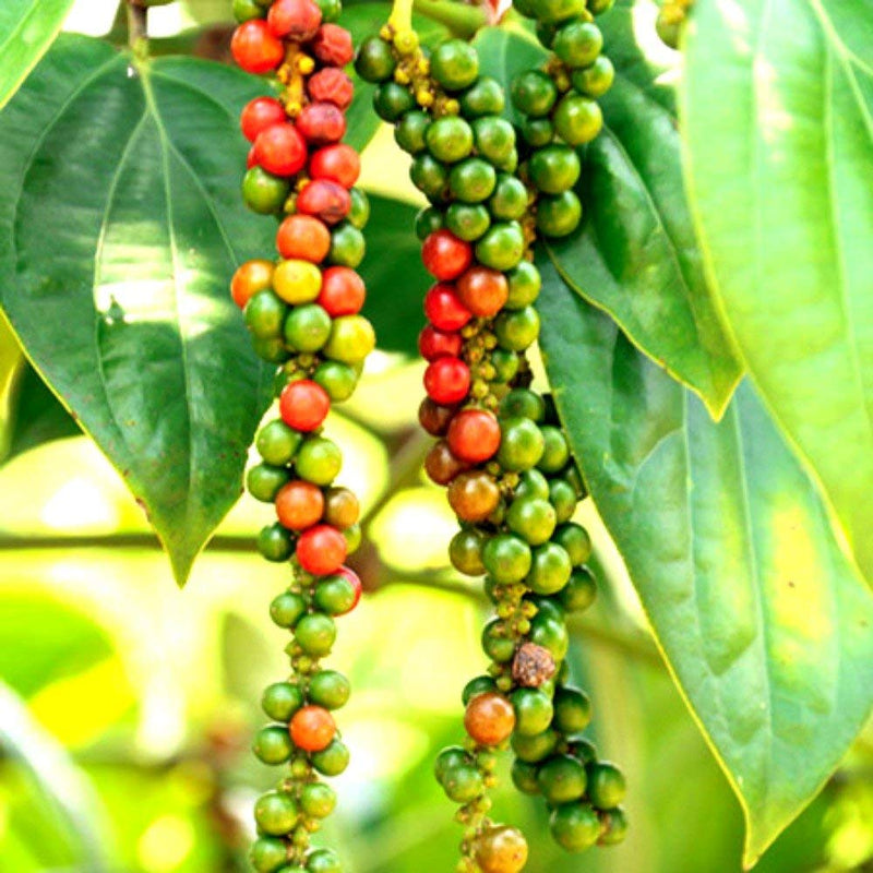 Black Pepper Plant