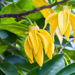 Langi Langi - Cananga odorata Ylang Ylang Flower Plant