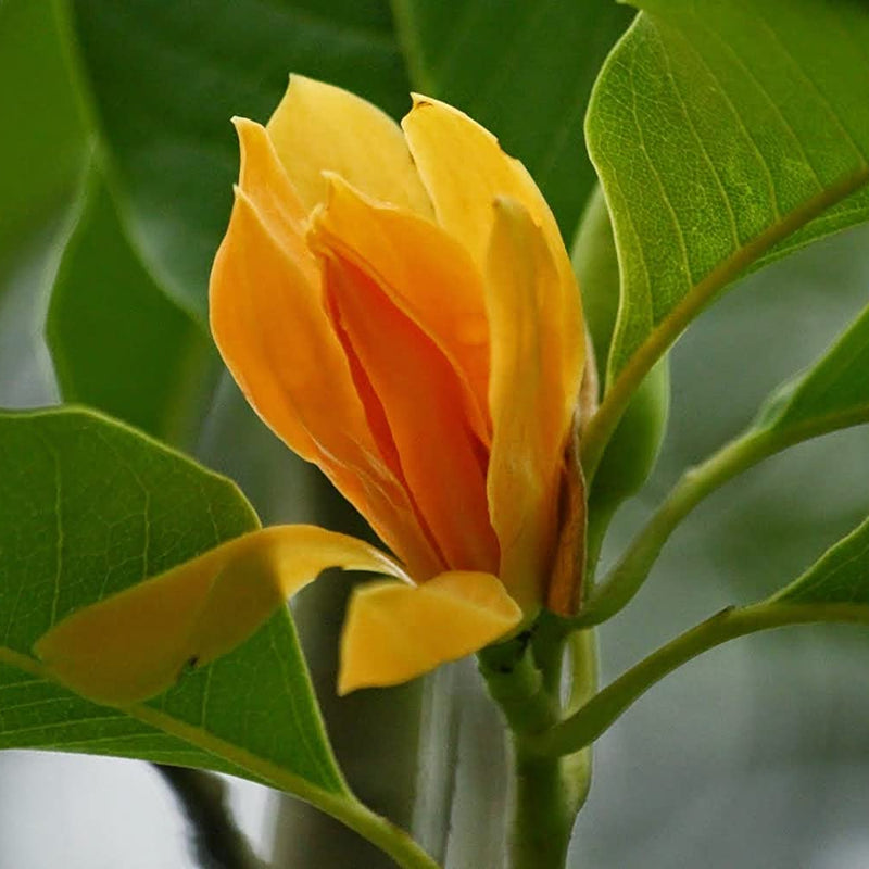 Golden Son Champa Flower Plant
