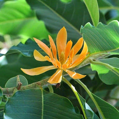 Golden Son Champa Flower Plant
