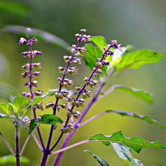 Thulasi ( Ocimum sanctum ) Medicinal Plant