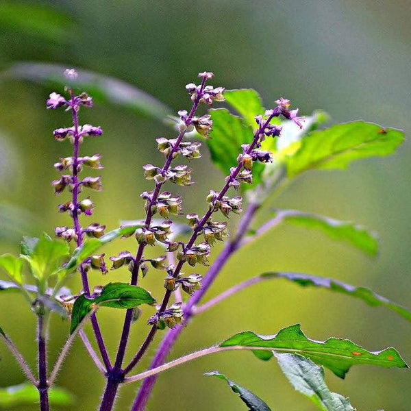 Thulasi ( Ocimum sanctum ) Medicinal Plant