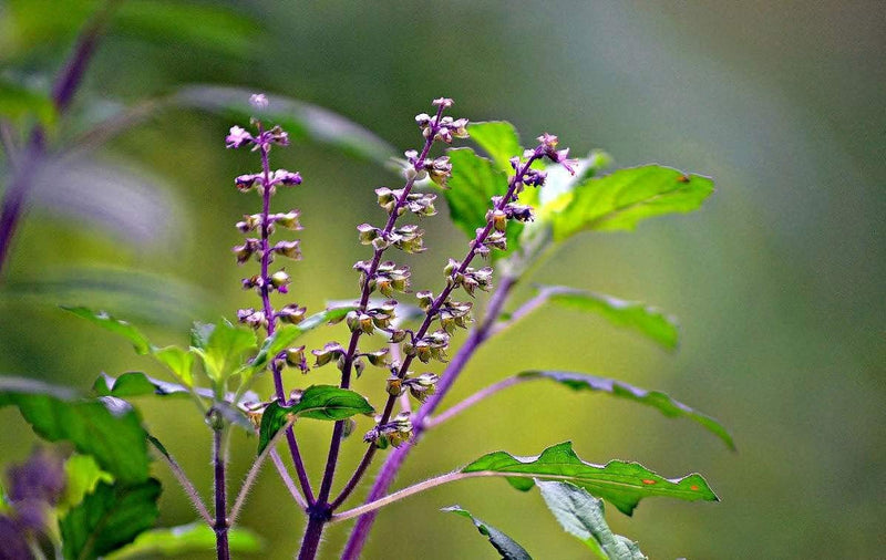 Thulasi ( Ocimum sanctum ) Medicinal Plant