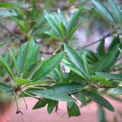 Eluppa ( Madhuca longifolia ) Medicinal Plant