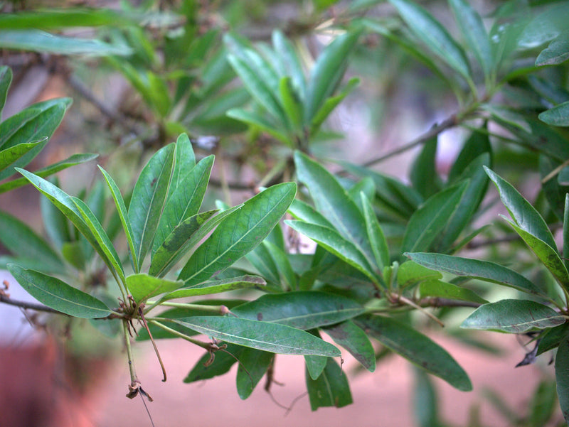 Eluppa ( Madhuca longifolia ) Medicinal Plant