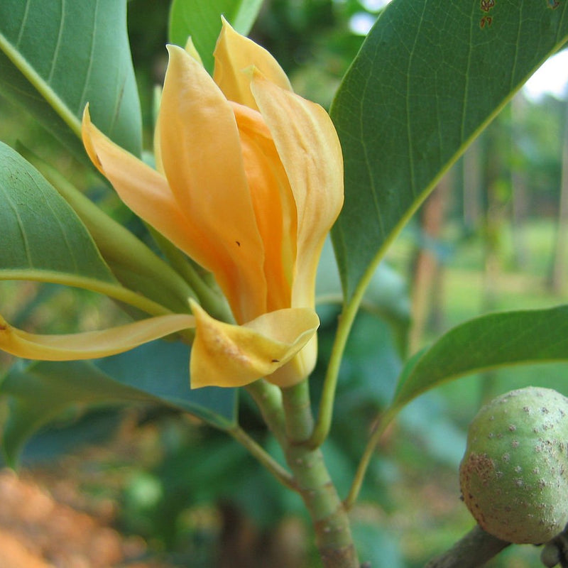 Golden Son Champa Flower Plant