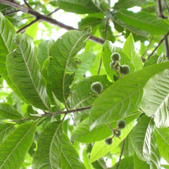 Rudraksham ( Elaeocarpus angustifolius ) Medicinal Plant