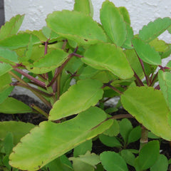 Ila Mulachi ( Bryophyllum pinnatum ) Medicinal Plant