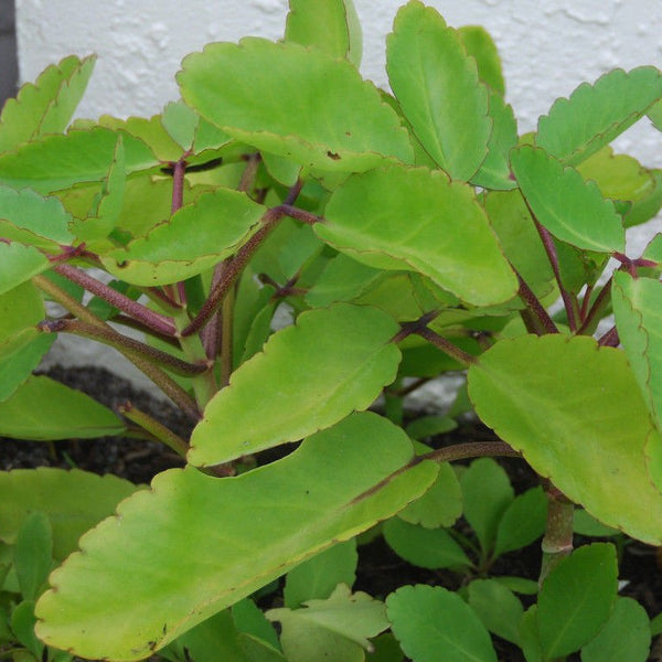 Ila Mulachi ( Bryophyllum pinnatum ) Medicinal Plant