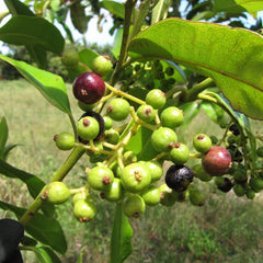 Allspices - Pimenta dioica Spice Plant